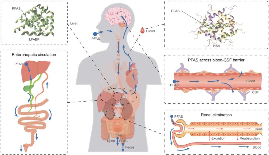 中科院环境化学与生态毒理学重点实验室：王亚韡组在PFAS的人体赋存、传输和消除领域取得新进展